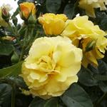 Rosa hybr. (PN)  Lichtkonigin Lucia