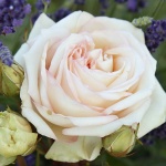 Rosa hybr. (A)  Madame Anisette