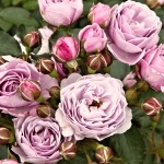 Rosa hybr. (F)  Nautica