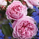 Rosa hybr. (A)  Rosengräfin Marie Henriette (syn. Summer Romance)