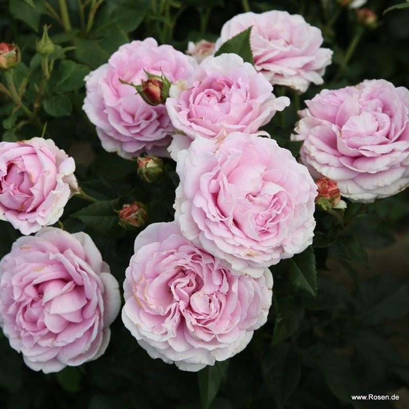 Rosa hybr. (A)  Königin Marie