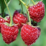 Rubus idaeus Willamette