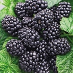 Rubus fruticosus Lochness