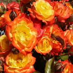 Rosa hybr. (F)  Rumba