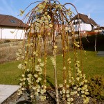 Salix caprea Pendula (syn. Kilmarnock)