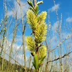 Salix viminalis