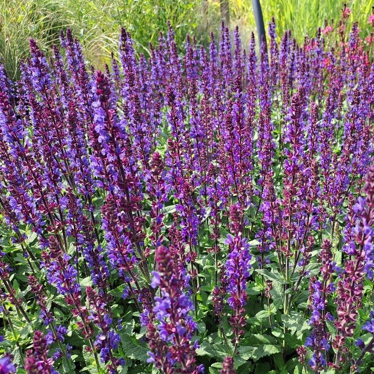 Salvia nemorosa Caramia