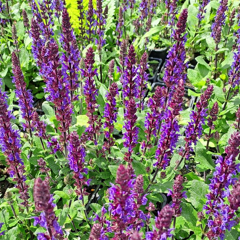 Salvia nemorosa Midnight Purple