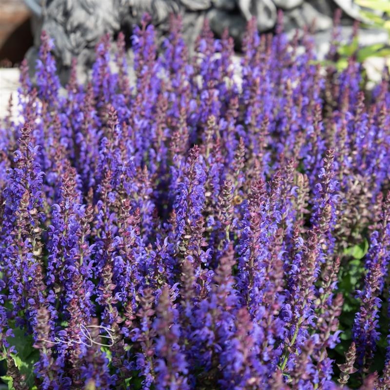 Salvia nemorosa Salute Deep Blue