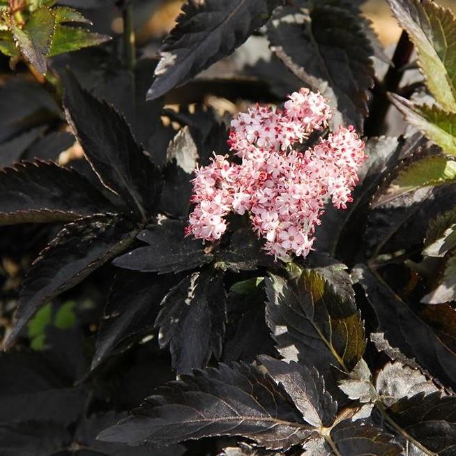 Sambucus nigra Black Tower