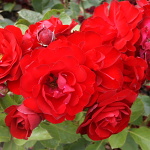 Rosa hybr. (F)  Satchmo