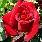 Rosa hybr. (CH)  Schwarze Madona