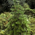 Sciadopitys verticillata Sternschnuppe