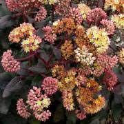 Sedum hybride Yellow Xenox