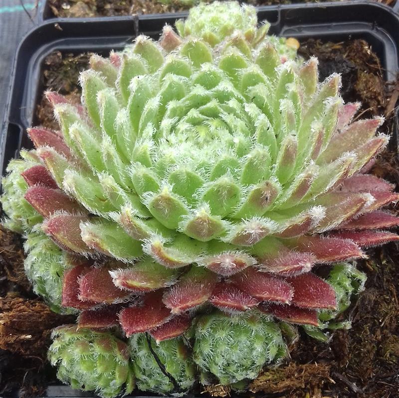 Sempervivum hybridum Moerkerk's Merit