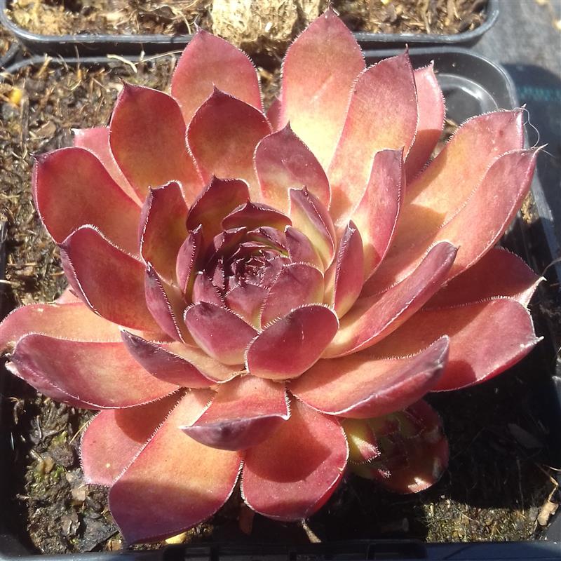 Sempervivum hybridum Pickwick