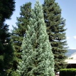 Sequoiadendron giganteum Glaucum