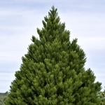 Sequoiadendron giganteum Greenpeace
