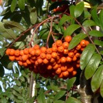 Sorbus aucuparia