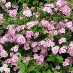 Spiraea japonica Little Princes
