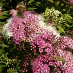 Spiraea japonica Shirobama (syn. Genpei)
