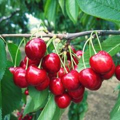 Prunus avium Stella