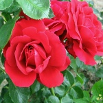 Rosa hybr. (PN)  Sympathie