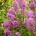 Syringa x chinensis Saugeana
