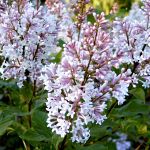 Syringa x josiflexa