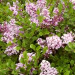 Syringa meyeri  Palibin