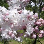 Syringa vulgaris Krasavica Moskvy (syn. Beauty of Moscow)