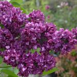 Syringa vulgaris Charles Joly