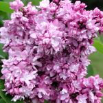 Syringa vulgaris Katherine Havemeyer