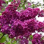 Syringa vulgaris Andenken an Ludwig Späth