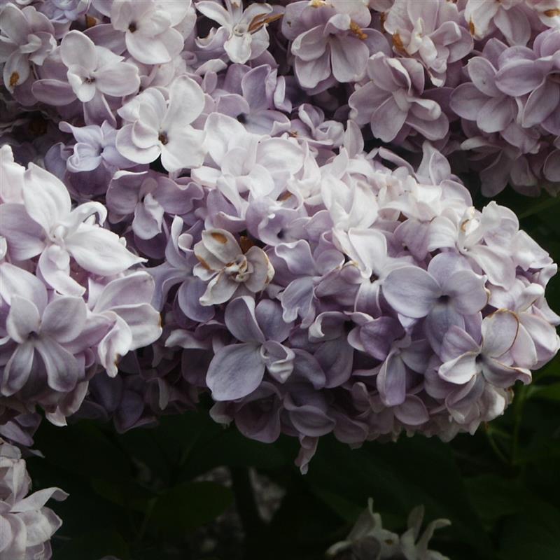 Syringa vulgaris Nadezhda