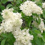 Syringa vulgaris Primrose