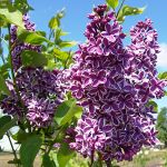 Syringa vulgaris Sensation