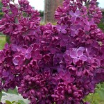 Syringa vulgaris Znamya Lenina