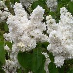 Syringa vulgaris Madame Lemoine
