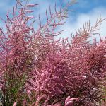 Tamarix ramosissima Pink Cascade