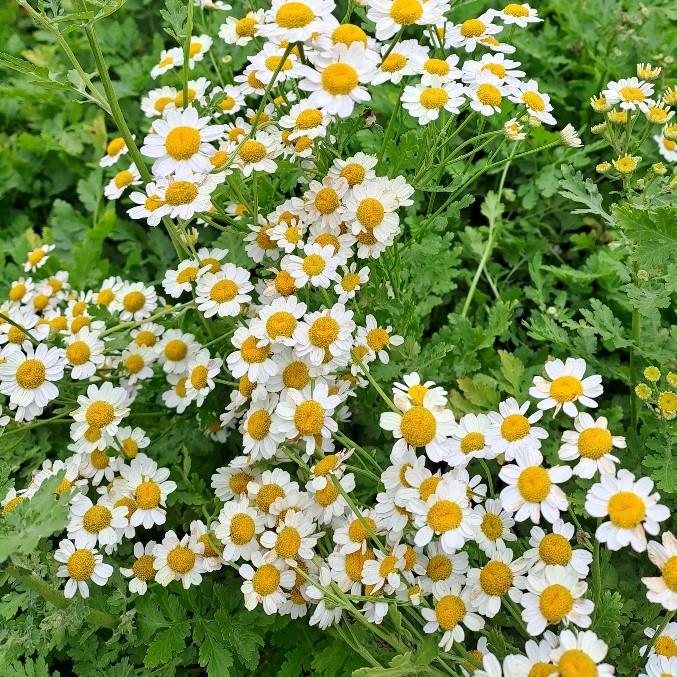 Tanacetum parthenium
