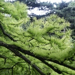Taxodium ascendens Nutans (syn. T. distichum var. Nutans)