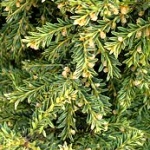 Taxus baccata Adpressa Aurea
