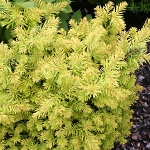 Taxus baccata Semperaurea