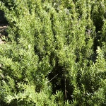 Taxus media Densiformis