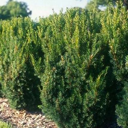 Taxus media Hillii