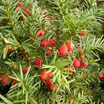 Taxus baccata
