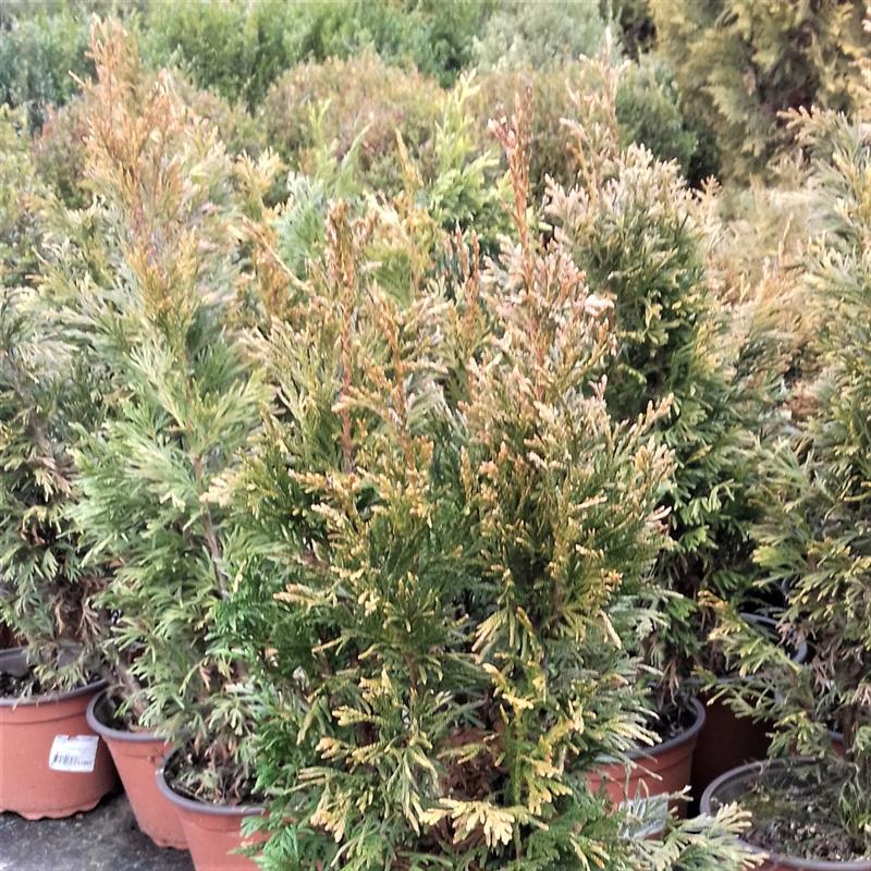 Thuja plicata Copper Kettle