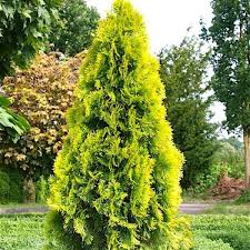 Thuja occidentalis Golden Smaragd