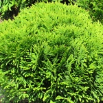 Thuja occidentalis Danica